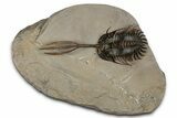 Spiny Trident Walliserops Trilobite - Foum Zguid, Morocco #354576-1